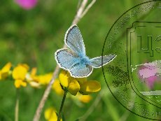 Голубянка меотическая 001